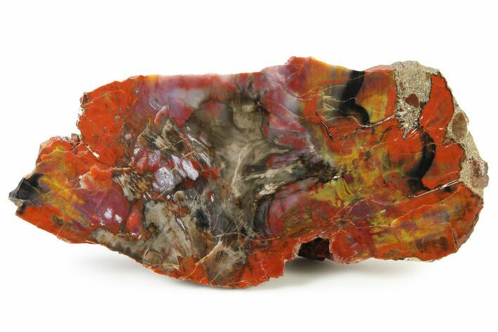 Polished Rainbow Petrified Wood (Araucarioxylon) Section -Arizona #336623